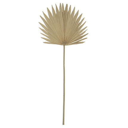 10x Dried Sun Fan Palm 103cm Natural