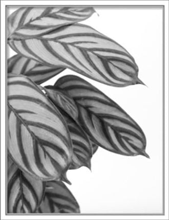 Artwork - Black and white leaf print with frame x 2