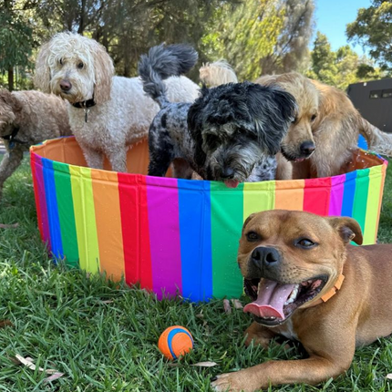 Charlie's Portable Dog Pool Party Pride Medium