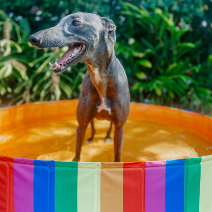 Charlie's Portable Dog Pool Party Pride Large