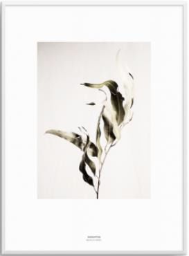 Artwork - Eucalyptus print with white frame