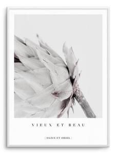 Artworks - King Protea Prints with White Frames